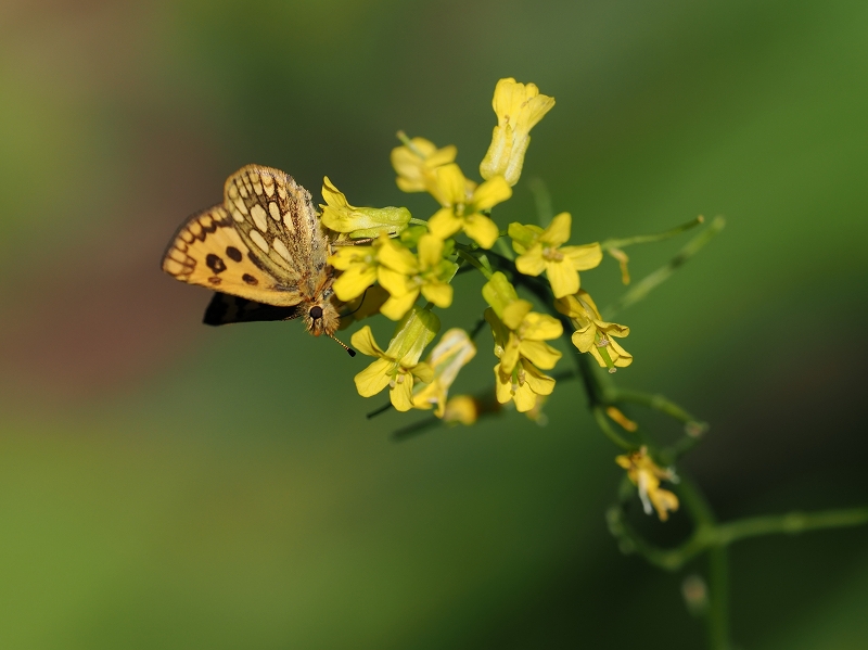 北海道 カラフトタカネキマダラセセリ